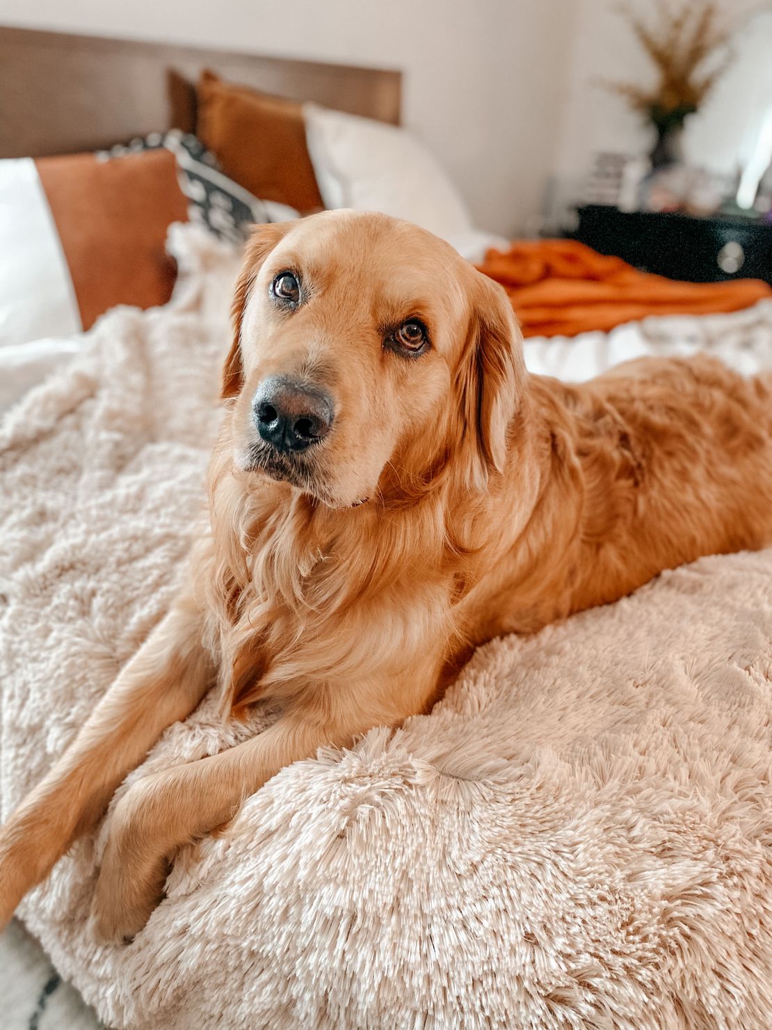 Dog laying with blanket