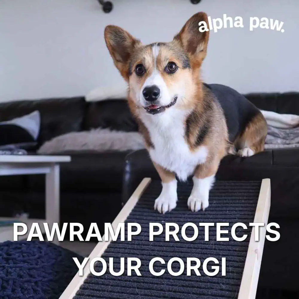 PawRamp adjustable dog ramp for Corgis