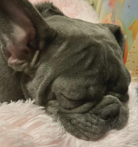 Cozy Bed Customer Story