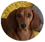 Pawproof Customer Story