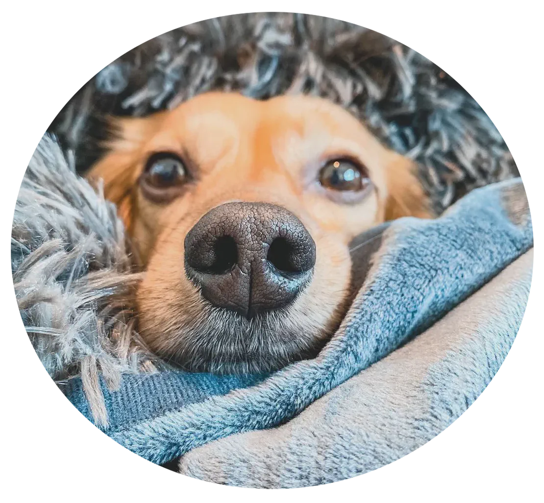Pawproof Customer Story