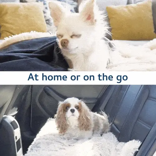 Travel with pets