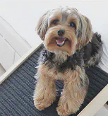 Pawproof Customer Story